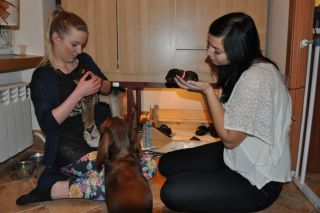 Jamniki d�ugow�ose 